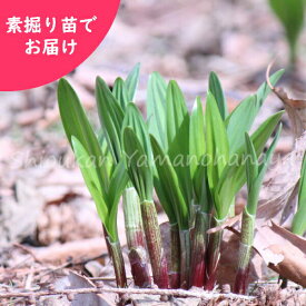 楽天市場 フキノトウ 苗の通販 楽天市場 フキノトウ 苗の通販