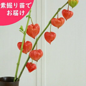楽天市場 ほおずき 鉢植えの通販