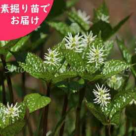 ヒトリシズカ　素掘り苗　山野草/一人静/※入荷済み