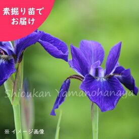 楽天市場 アヤメ 苗の通販 楽天市場 アヤメ 苗の通販