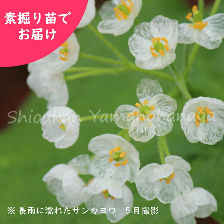 楽天市場 2株 サンカヨウ 素掘り苗2株 春咲き山野草 スケルトンフラワー 23年開花見込み株 9月16日お届け開始 紫桜館 山の花屋 楽天市場店
