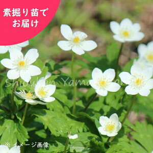 アネモネ 苗の人気商品 通販 価格比較 価格 Com アネモネ 苗の人気商品 通販 価格比較 価格 Com