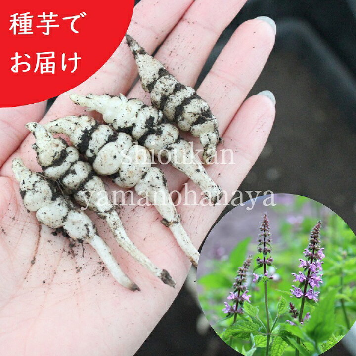 楽天市場 個 岩手県産ジャンボチョロギ 種芋個 長老喜 生芋 栽培期間中農薬不使用 土付き 山菜苗 12月2日お届け開始 紫桜館 山の花屋 楽天市場店