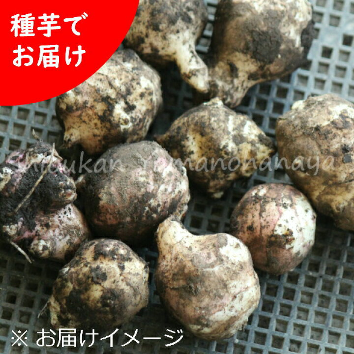 楽天市場 5個 岩手県産キクイモ 小さめ種芋5個 唐芋 菊芋 生芋 栽培期間中農薬不使用 土付き 12月2日お届け開始 紫桜館 山の花屋 楽天市場店