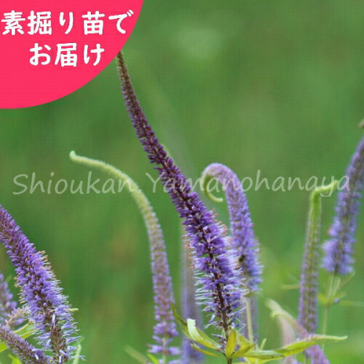 楽天市場 5株 クガイソウ 素掘り苗5株 山野草 九階草 23年開花見込み株 入荷済み 出荷は3 15まで 取置き承ります 紫桜館 山の花屋 楽天市場店