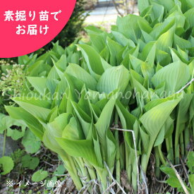 楽天市場 オオバギボウシ 苗の通販
