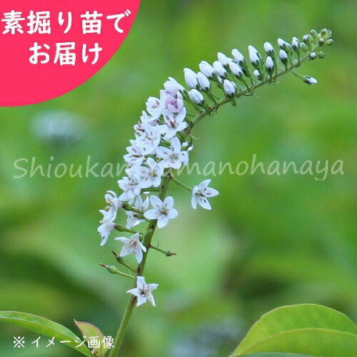 山野草 山わさび 庭 鉢植え ５本 想像を超えての ５本