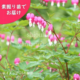 楽天市場 花 ケマンソウの通販