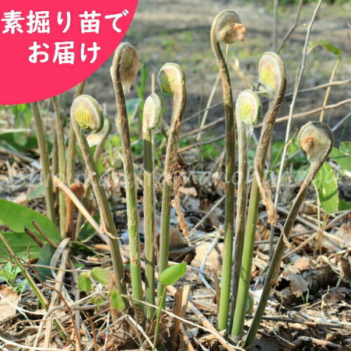 楽天市場 5株 ゼンマイ 素掘り苗5株 山菜苗 薇 23年収穫見込み株 10月14日お届け開始 紫桜館 山の花屋 楽天市場店