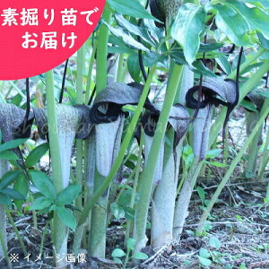 EV}\E@Jԋf@c@R쑐/Y/V쐯/׍ς