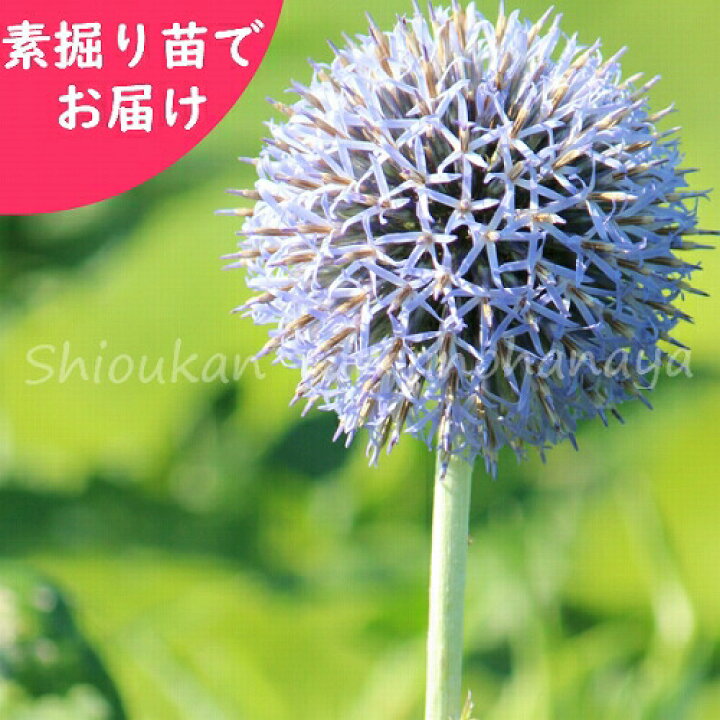 楽天市場 5株 ルリタマアザミ 素掘り苗5株 宿根草 エキノプス 23年開花見込み株 入荷済み 紫桜館 山の花屋 楽天市場店