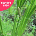 ハショウブ・ニオイショウブ　素掘り苗　/香り菖蒲/端午の節句/菖蒲湯/※入荷済み 日時指定は4月11日まで可能