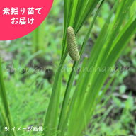 ハショウブ・ニオイショウブ　素掘り苗　/香り菖蒲/端午の節句/菖蒲湯/※入荷済み 日時指定は4月11日まで…