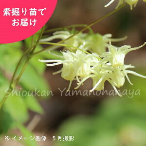 ԃCJ\E@f@c@R쑐/Ԓ/׍ς