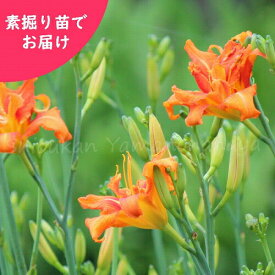 楽天市場 山野草 春 食用の通販