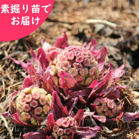 楽天市場 フキノトウ 苗の通販 楽天市場 フキノトウ 苗の通販