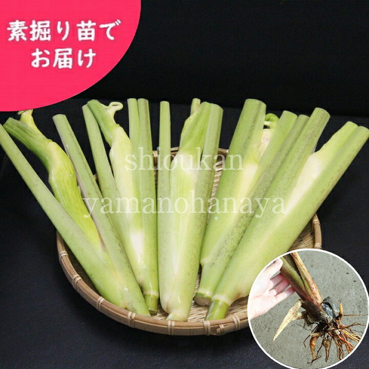 楽天市場】マコモタケ 素掘り苗 山菜苗/真菰筍/ヒロハマコモ/※入荷済み 