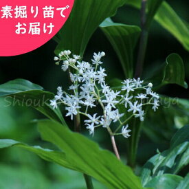 楽天市場 アズキナの通販