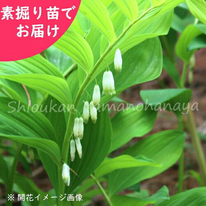 楽天市場 5株 アマドコロ 素掘り苗5株 山野草 甘野老 ナルコユリ 23年開花見込み株 入荷済み 紫桜館 山の花屋 楽天市場店