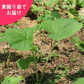 楽天市場 フキノトウ 苗の通販 楽天市場 フキノトウ 苗の通販