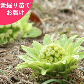 楽天市場 フキノトウ 苗の通販