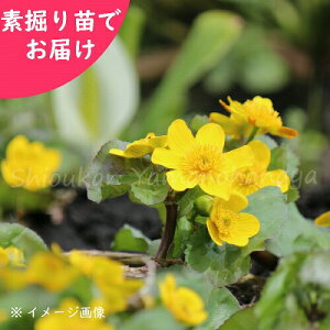 (100)GRE\E@f@c100@/nN/rIg[v/ˑ/׍ς