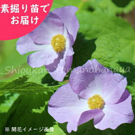 【芽数選択可能】シラネアオイ　素掘り苗1〜2芽付き株　数量割引あり/山野草/白根葵/※入荷済み