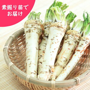 Tr_CR@f@c@Rؕc/R킳/z[XfBbV/׍ς