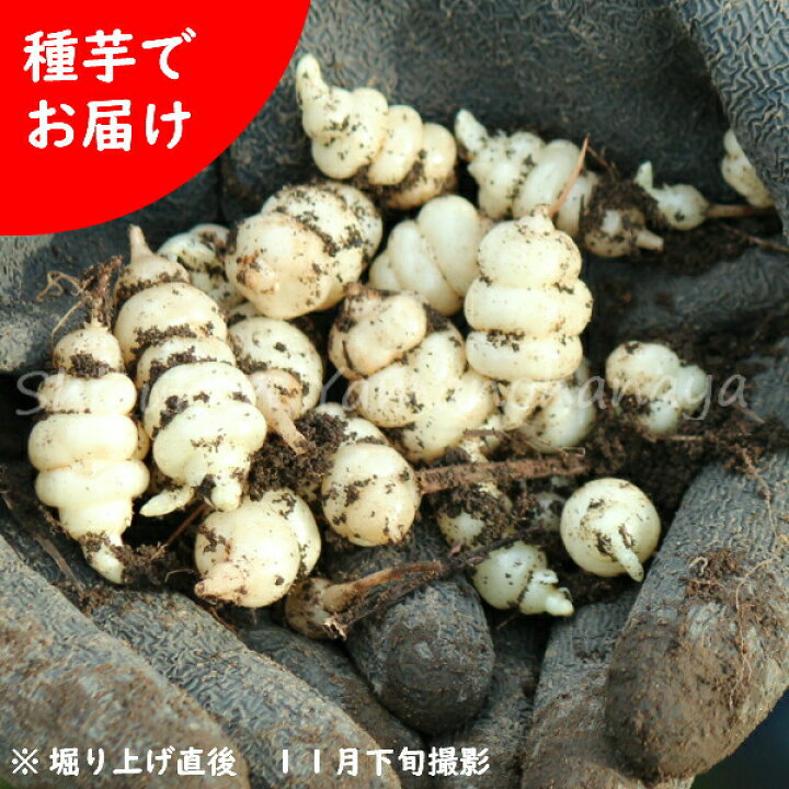楽天市場 5個 岩手県産チョロギ 種芋5個 長老喜 生芋 栽培期間中農薬不使用 土付き 山菜苗 12月2日お届け開始 紫桜館 山の花屋 楽天市場店