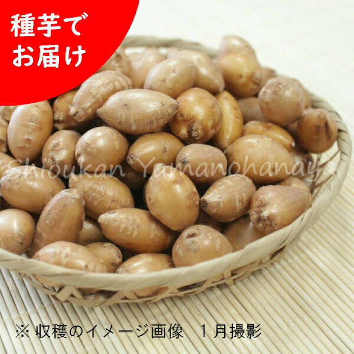 楽天市場 5個 岩手県産アピオス 種芋5個 ほどいも 生芋 栽培期間中農薬不使用 土付き 山菜苗 入荷済み 紫桜館 山の花屋 楽天市場店
