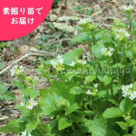 ハタケワサビ　素掘り苗　山菜苗/畑山葵/※入荷済み 3月14日までお取り置き可能