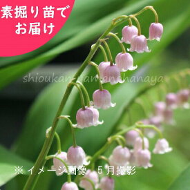 楽天市場 鈴蘭 種の通販