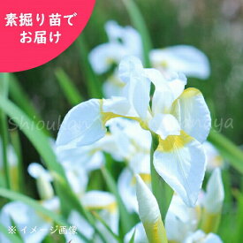 楽天市場 アヤメ 苗 白の通販 楽天市場 アヤメ 苗 白の通販