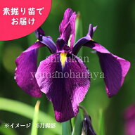 ノハナショウブ　素掘り苗　湿地性多年草/ビオトープ/野花菖蒲/※入荷済み 日時指定は4月11日まで可能