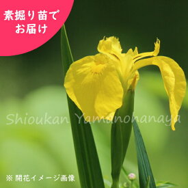 楽天市場 ショウブ 苗の通販