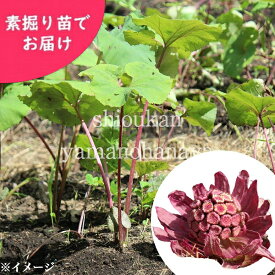 楽天市場 フキノトウ 苗の通販