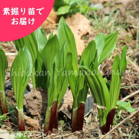 楽天市場 フキノトウ 苗の通販