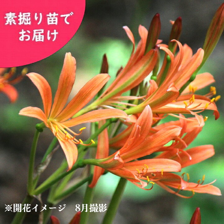 楽天市場】(100株)キツネノカミソリ 素掘り苗100球 球根直径2cm程 