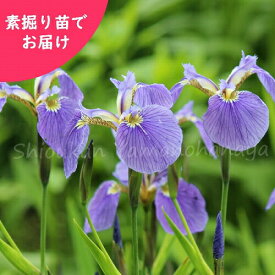 楽天市場 菖蒲 苗の通販