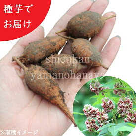 岩手県産アピオス　種芋　数量割引あり/個数でお届け/ほどいも/生芋/栽培期間中農薬不使用/土付き/山菜苗/※入荷済み 3月14日までお取り置き可能