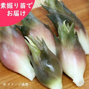 (1000)Ӑ~EK@f@c1000@Rؕc/H䪉/׍ς