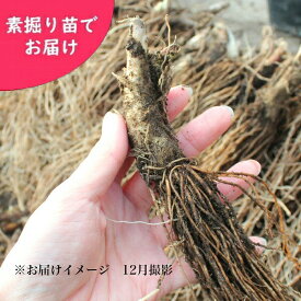 ギョウジャニンニク　特大　素掘り苗　数量割引あり/山菜苗/アイヌネギ/6〜8年栽培品/※入荷済み