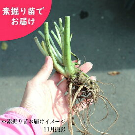 予約受付中▼ハタケワサビ　大株素掘り苗　山菜苗/畑山葵/※11月14日お届け開始