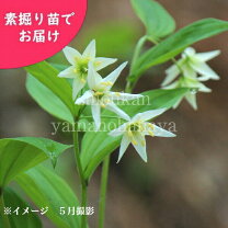 楽天市場】チゴユリの通販