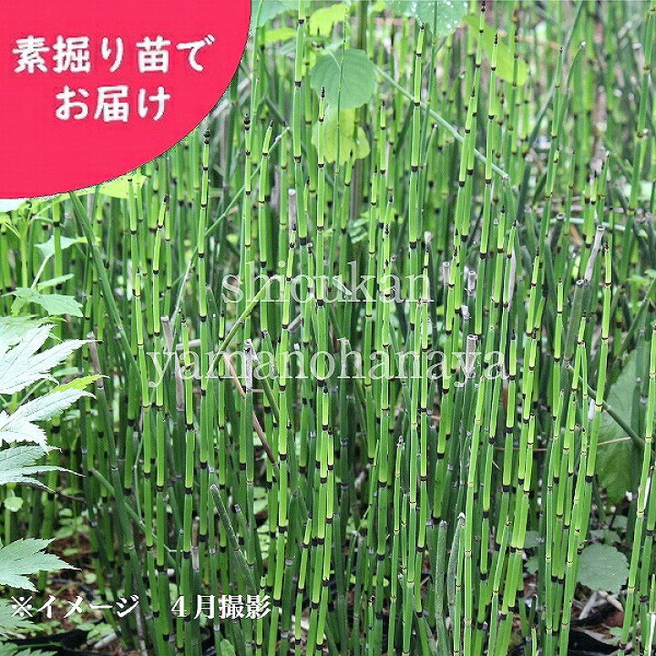 楽天市場 5株 トクサ 3 5本立ち素掘り苗5株 草丈30 40ｃｍ 山野草 耐寒性多年草 砥草 木賊 入荷済み 紫桜館 山の花屋 楽天市場店