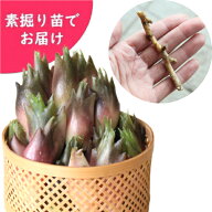 早生ミョウガ　素掘り苗　数量割引あり/山菜苗/夏茗荷/※入荷済み 日時指定は4月11日まで可能