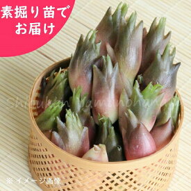 楽天市場 ミョウガ 苗の通販 楽天市場 ミョウガ 苗の通販