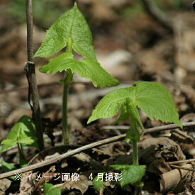 (5ポット)ボウナ　10.5cmポット苗5ポットセット　山菜苗/耐寒性多年草/イヌドウナ/※4/22葉が展開中