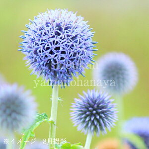 ^}AU~@9`10.5cm|bgc@ʊ/؂₩ȊCOi/h/GLmvX/x n㕔Ȃ