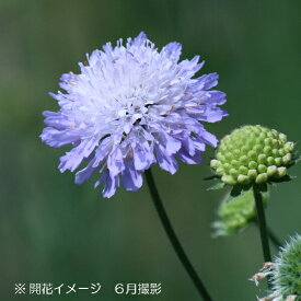 楽天市場 スカビオサ 花の苗物 苗物 ガーデニング 農業 花 ガーデン Diyの通販